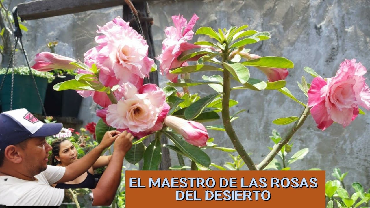 COMO REPRODUCIR LA ROSA DEL DESIERTO y sus cuidados