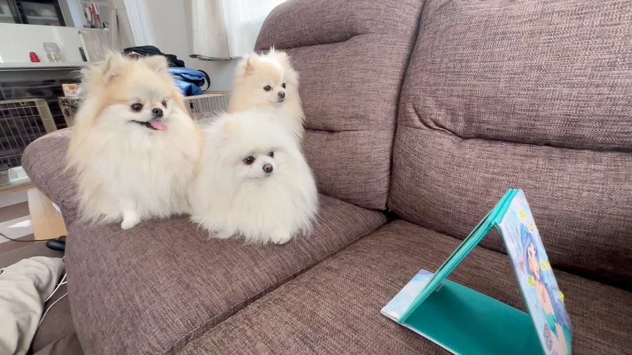 鏡で自分の顔を見たポメラニアンの反応が笑える位可愛すぎた