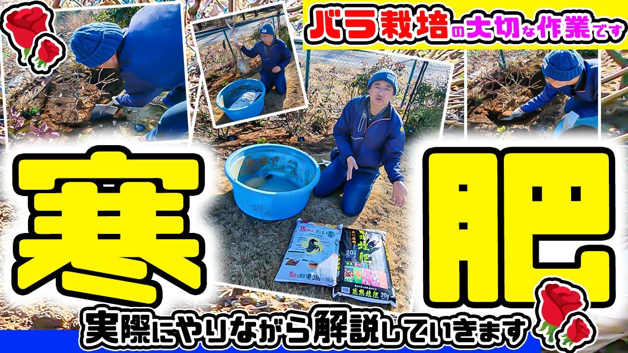 【バラの寒肥】について