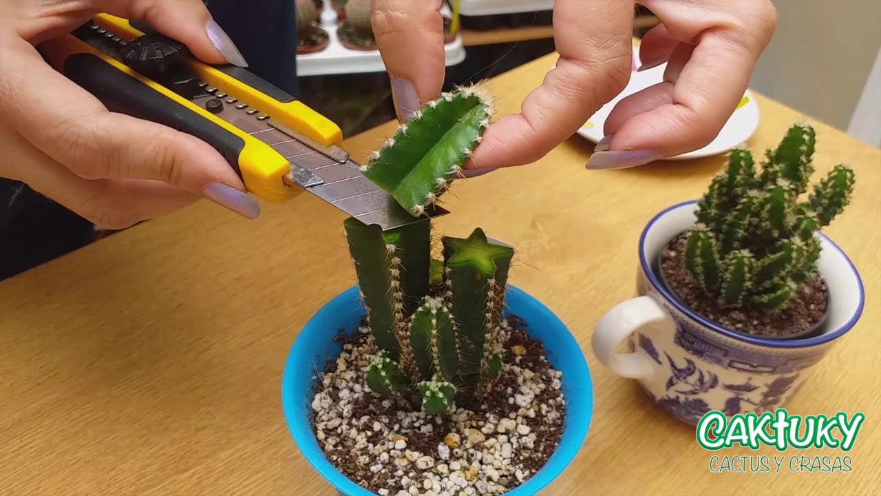 Poda del Castillo de Hadas. Acanthocereus tetragonus. | Caktuky