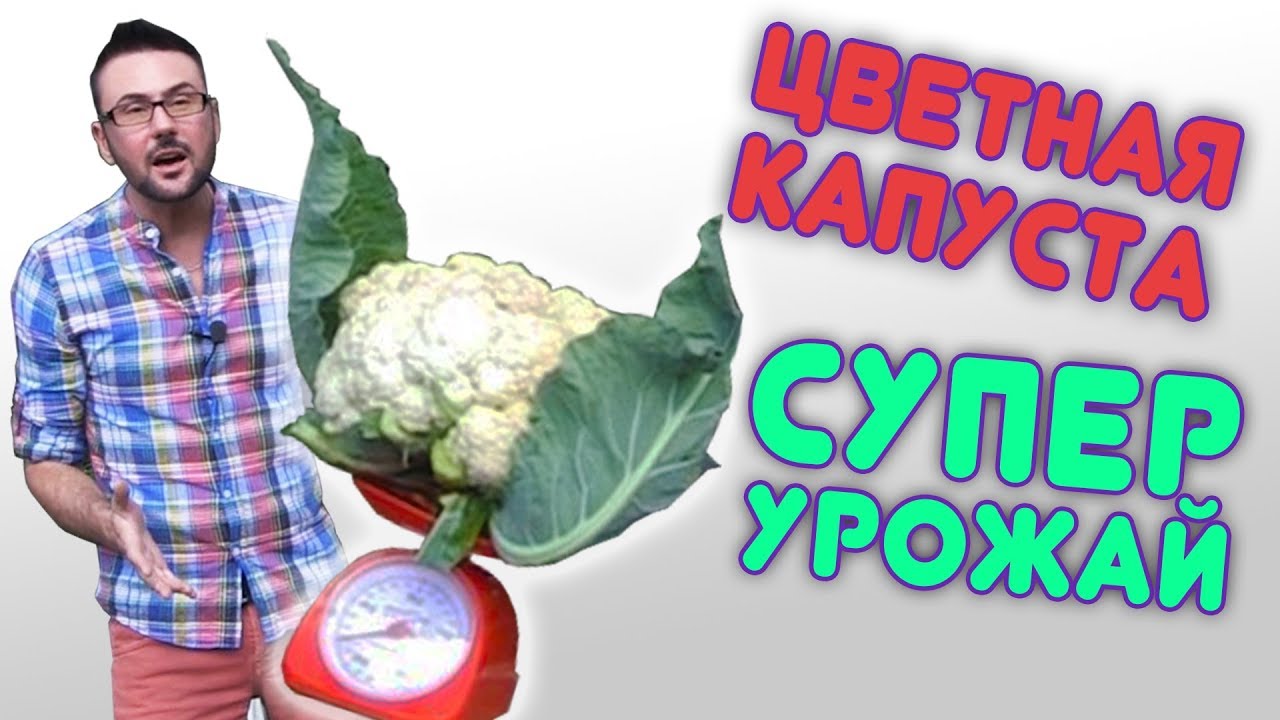 Цветная капуста будет супер!!! Все секреты от посева до урожая.
