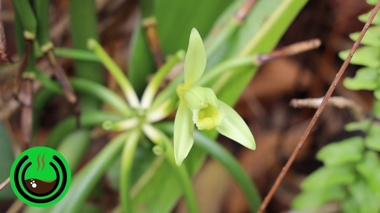 Cultivar Vainilla de la manera correcta