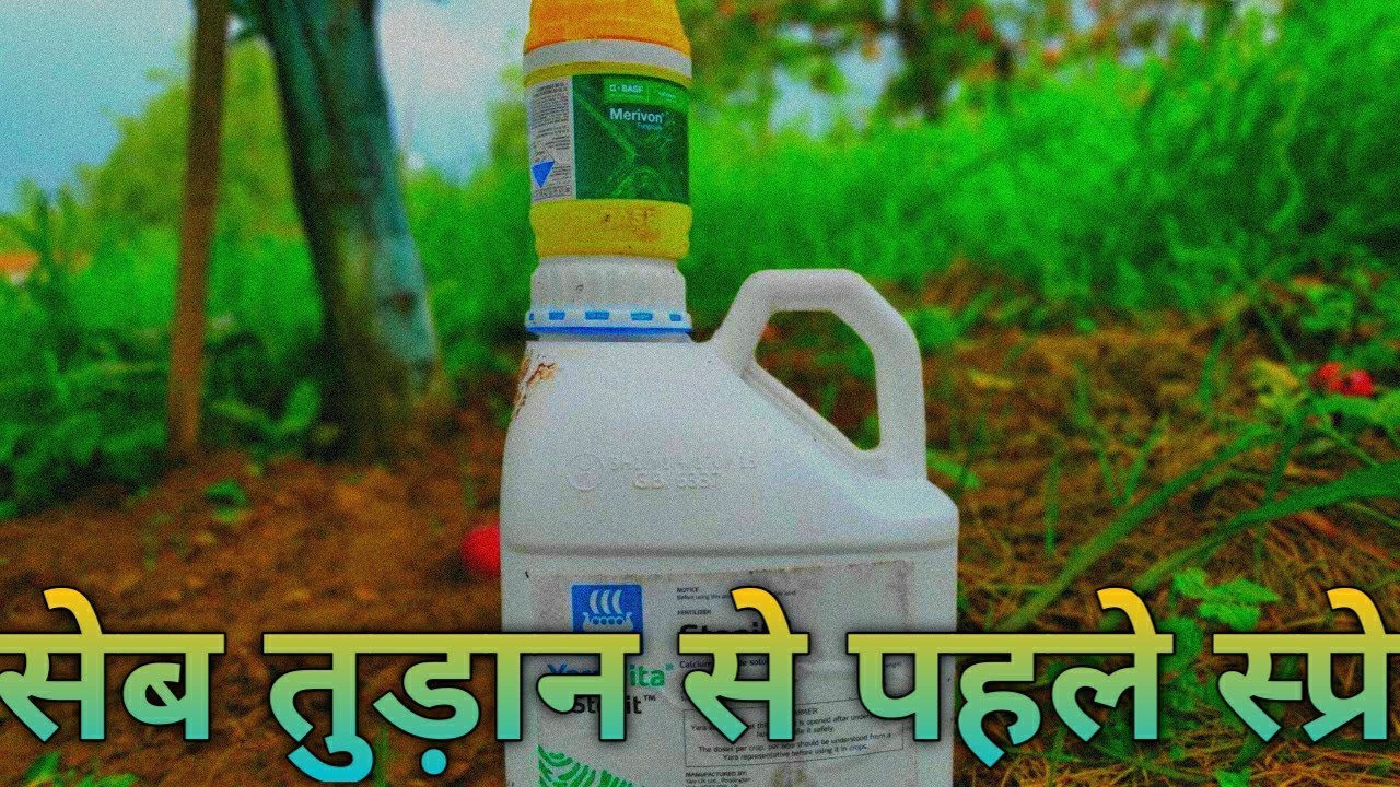 | Pre harvest spray at my apple orchards | तुड़ान से पहले की जाने वाली स्प्रे |