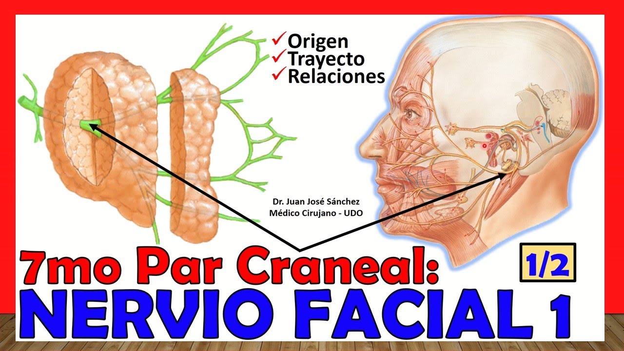 🥇 7mo Par Craneal - NERVIO FACIAL 1/2 - (Origen, Trayecto y Relaciones)