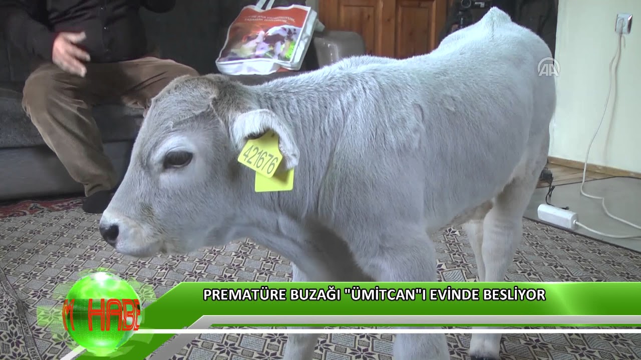 Prematüre buzağı 