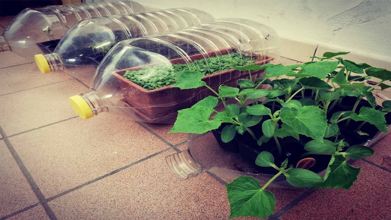 RECYCLING -Mini Bottle Greenhouse - DIY - Mini Serra Fatta con Bottiglia #23