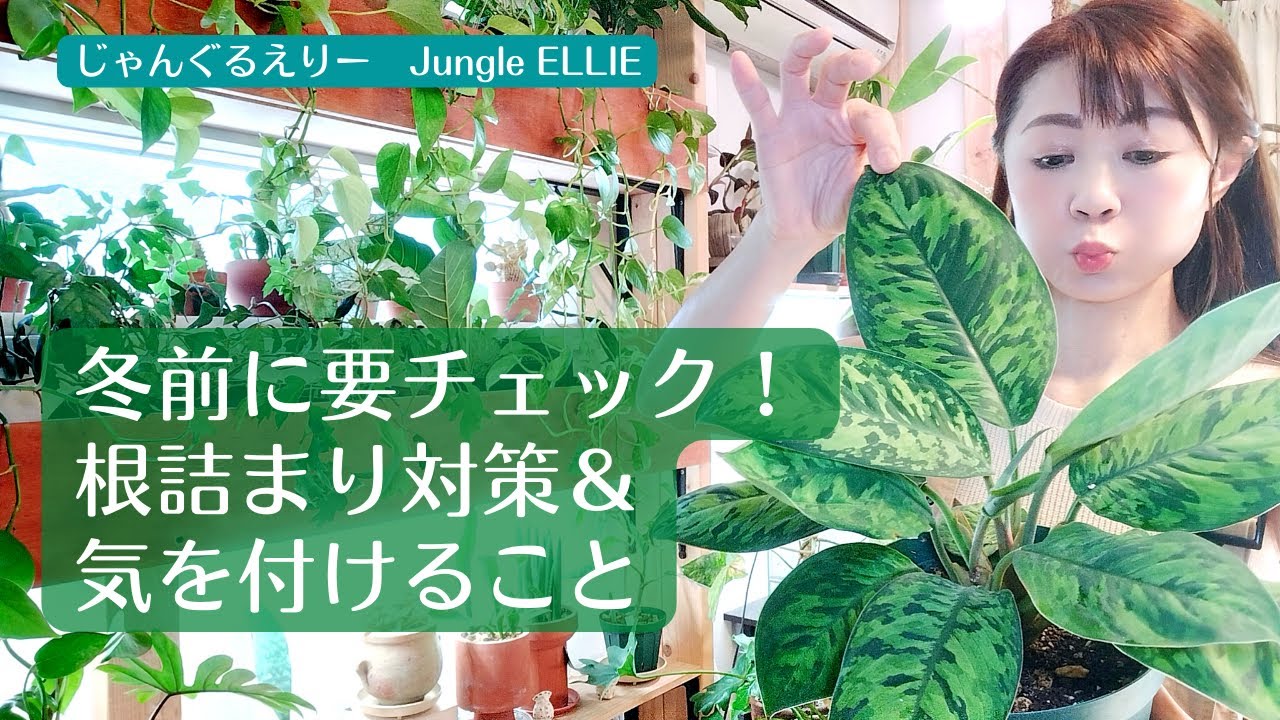 【葉っぱが茶色くなった時に】根詰まりした時の葉っぱの状態、対策、植替え、気を付けること、ホマロメナワリシーカモフラージュを例にお話＆植替え実践してます！　[観葉植物]ー　Ep.83