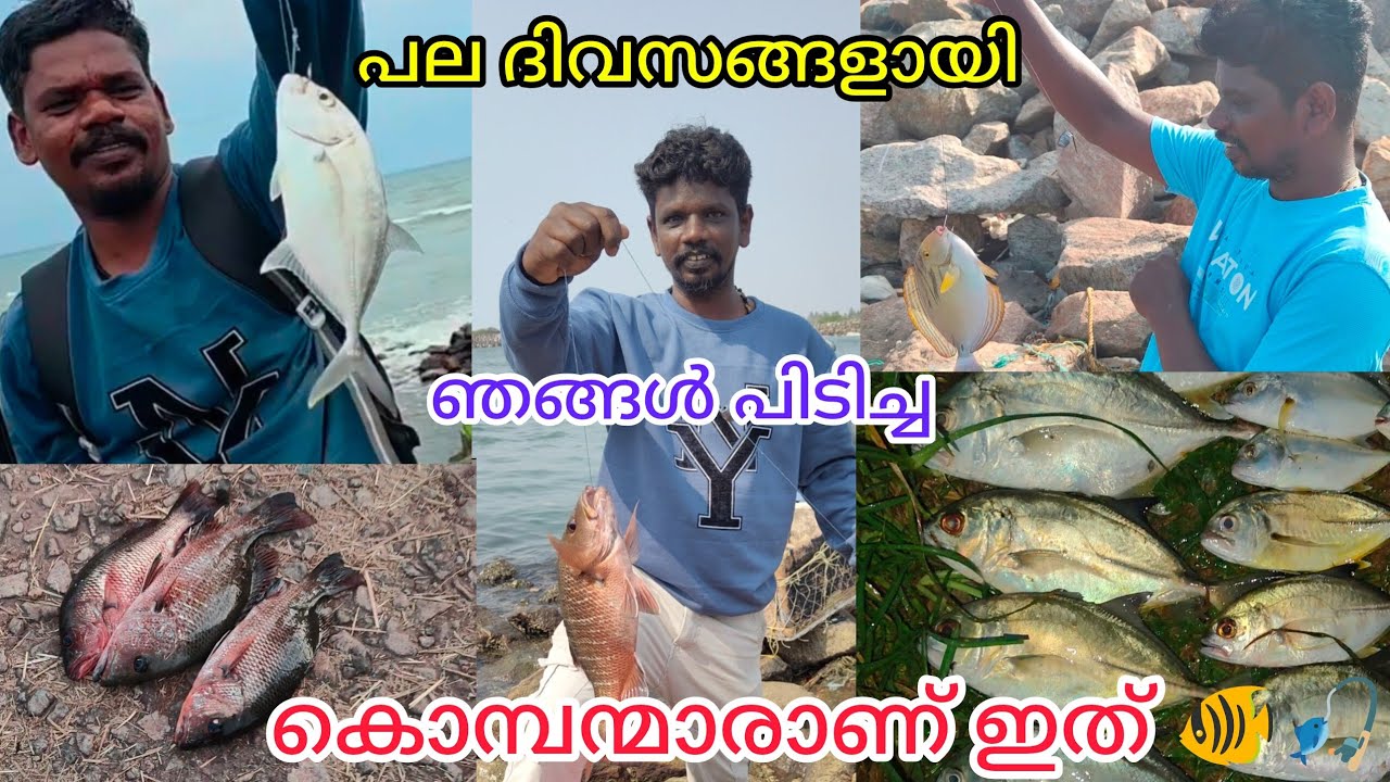 പല ദിവസങ്ങളിലേ മീനുകളാണ് ഇത് adipoli strike 😁🎣