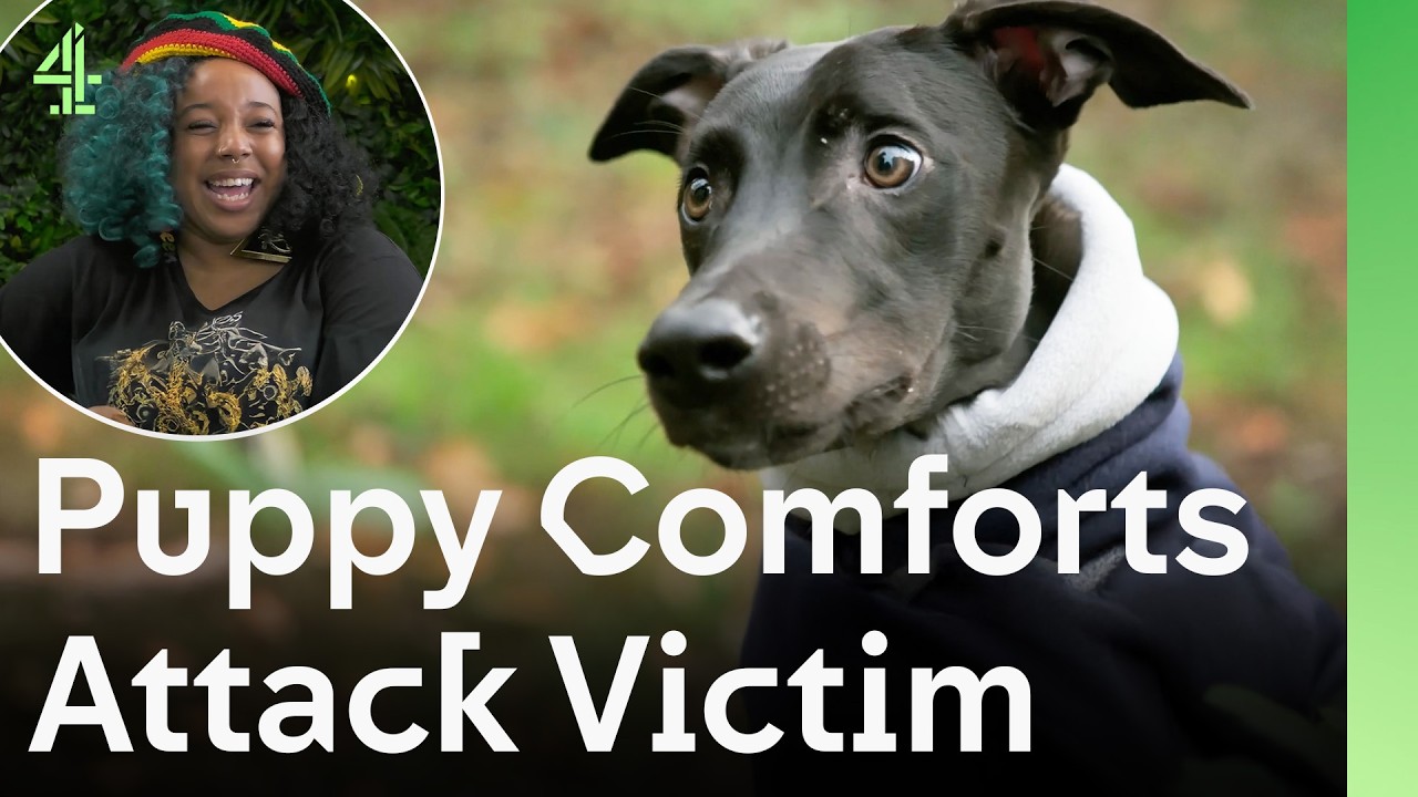 Attack Victim’s Journey Changed by Loyal Rescue Puppy | The Dog House 🐶