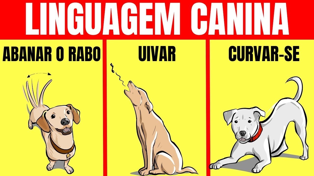 Como Entender Seu Cachorro