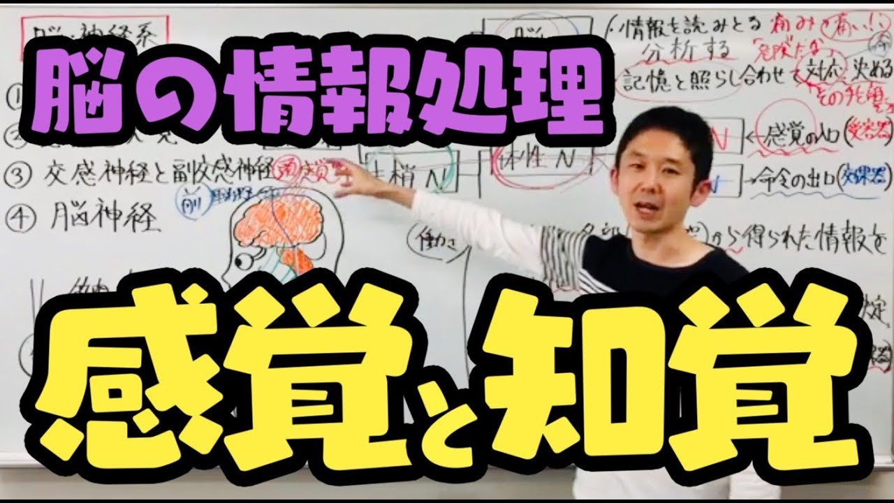 脳の情報処理（感覚と知覚）【第７２回】