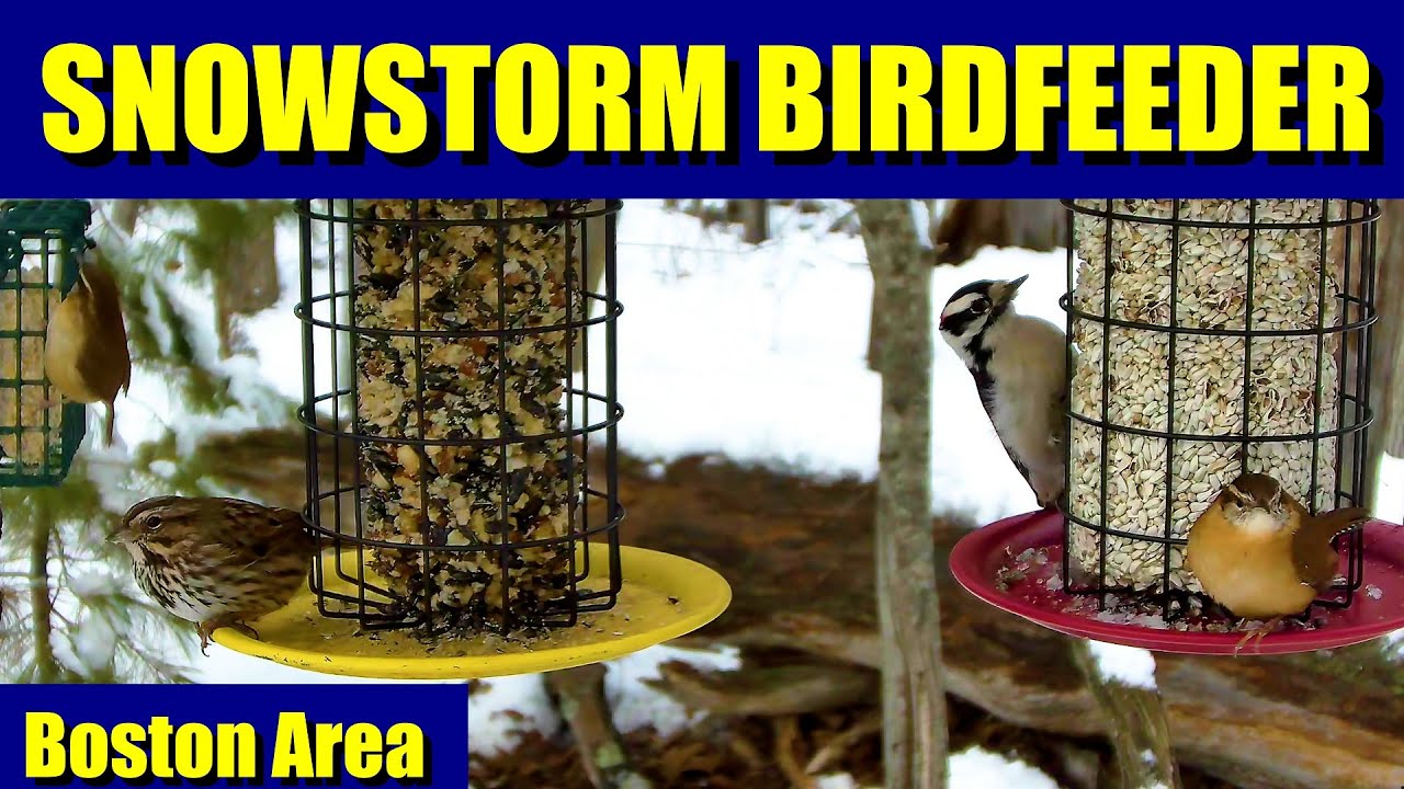 LIVE SNOWSTORM in NEW ENGLAND!!! - Birdfeeder and Relaxing Scenery
