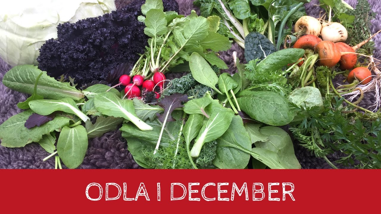 Odla i DECEMBER - Vad du kan odla och skörda i slutet av december från trädgården och växthuset