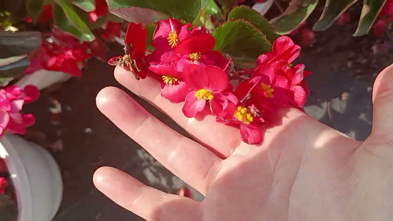 ÇİÇEK SRESINDAYIZ BUGÜNDE ☘️🍁☘️🍁☘️🍁☘️