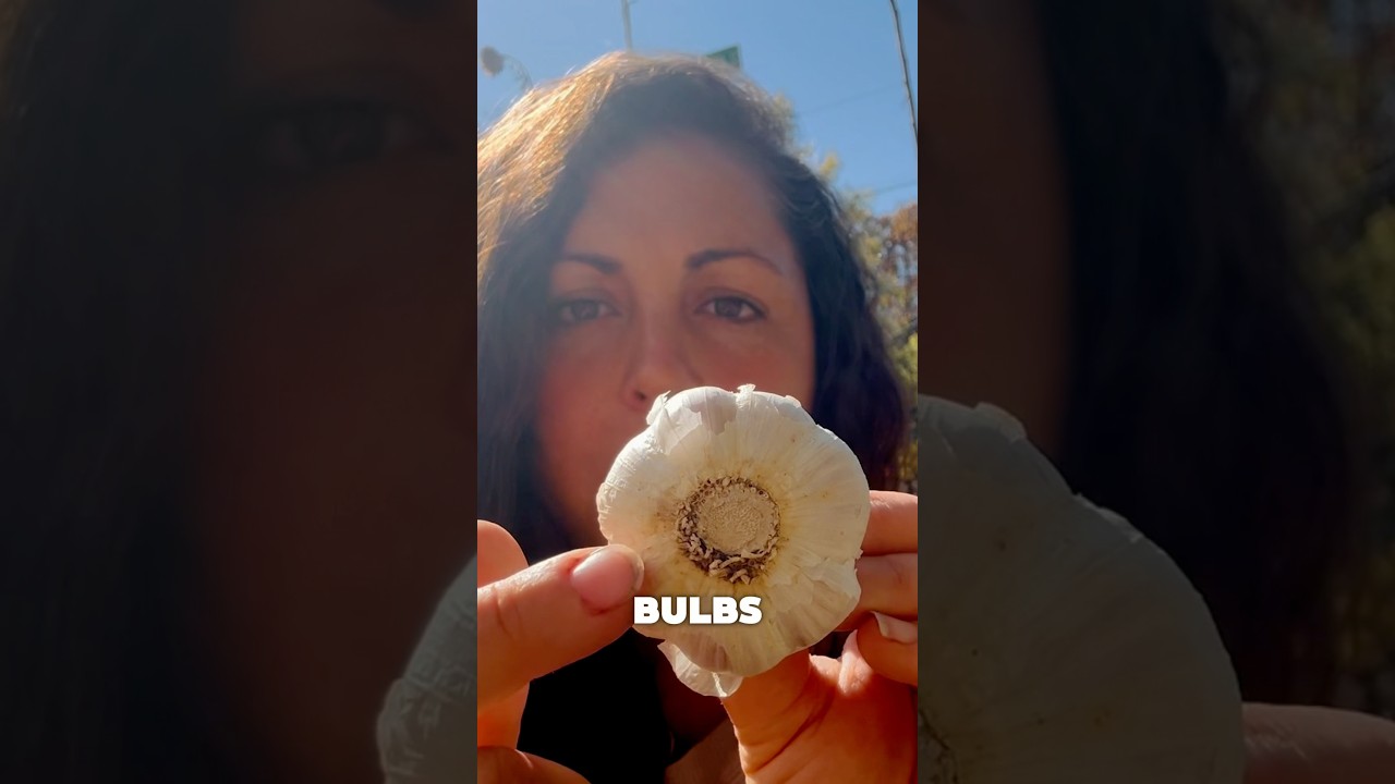 Garlic: Softneck vs Hardneck, what&rsquo;s the difference?!? #garlic #gardeningtips #growyourownfood #grow