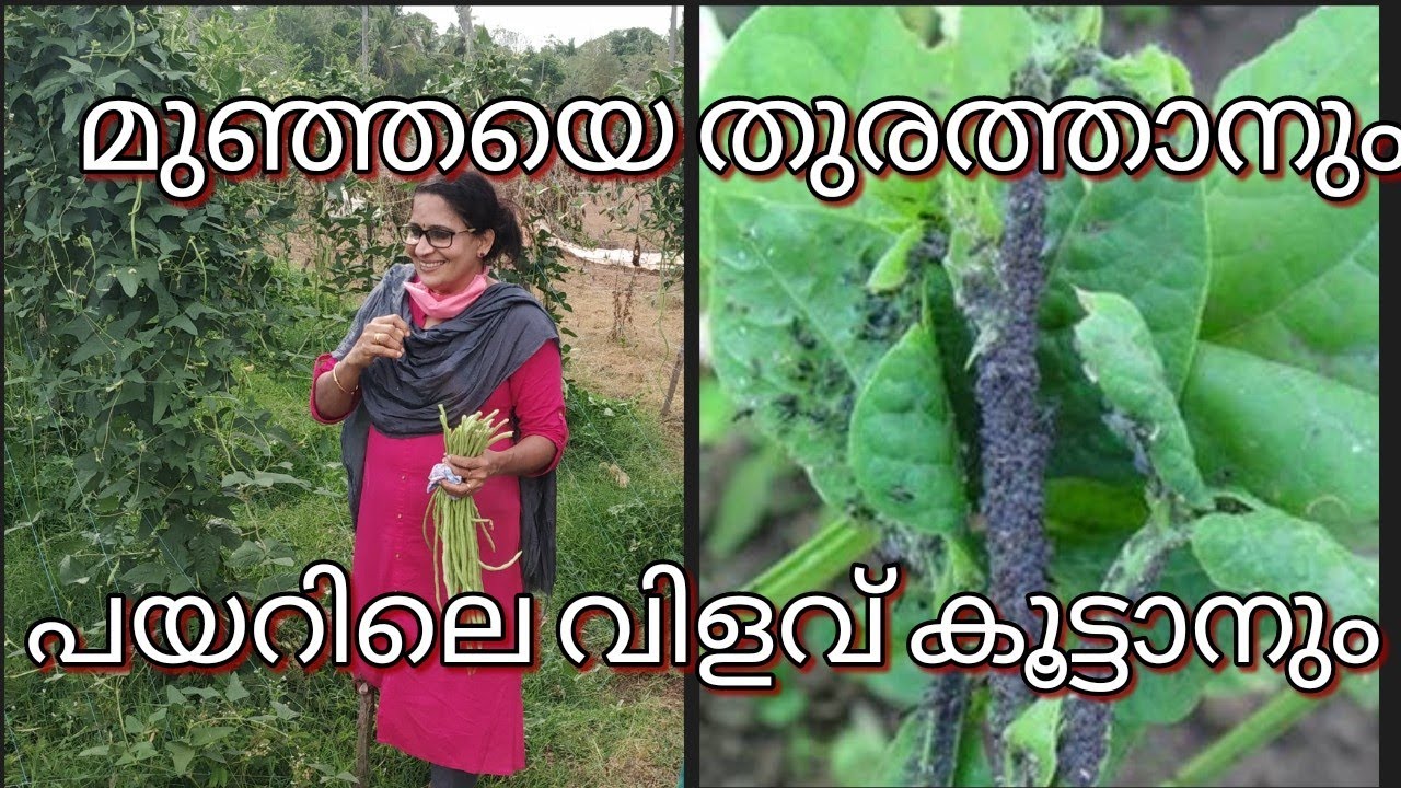 മുഞ്ഞയെ തുരത്താനും പയറിലെ വിളവ് കൂട്ടാനും | Methods of organic control on Aphids in cowpea