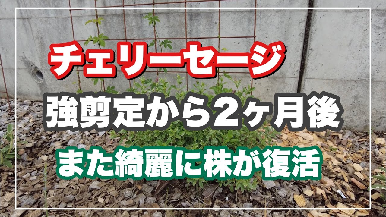 【元気に復活】強剪定後のチェリーセージの様子を紹介！