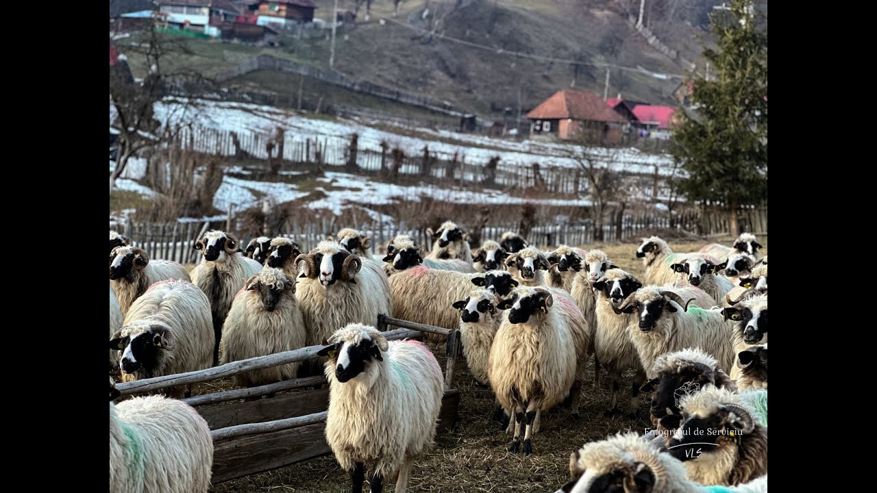 Creşterea oilor în Ținutul Momârlanilor Petrileni  are tradiţie de secole. Pivoda si turma de oi!