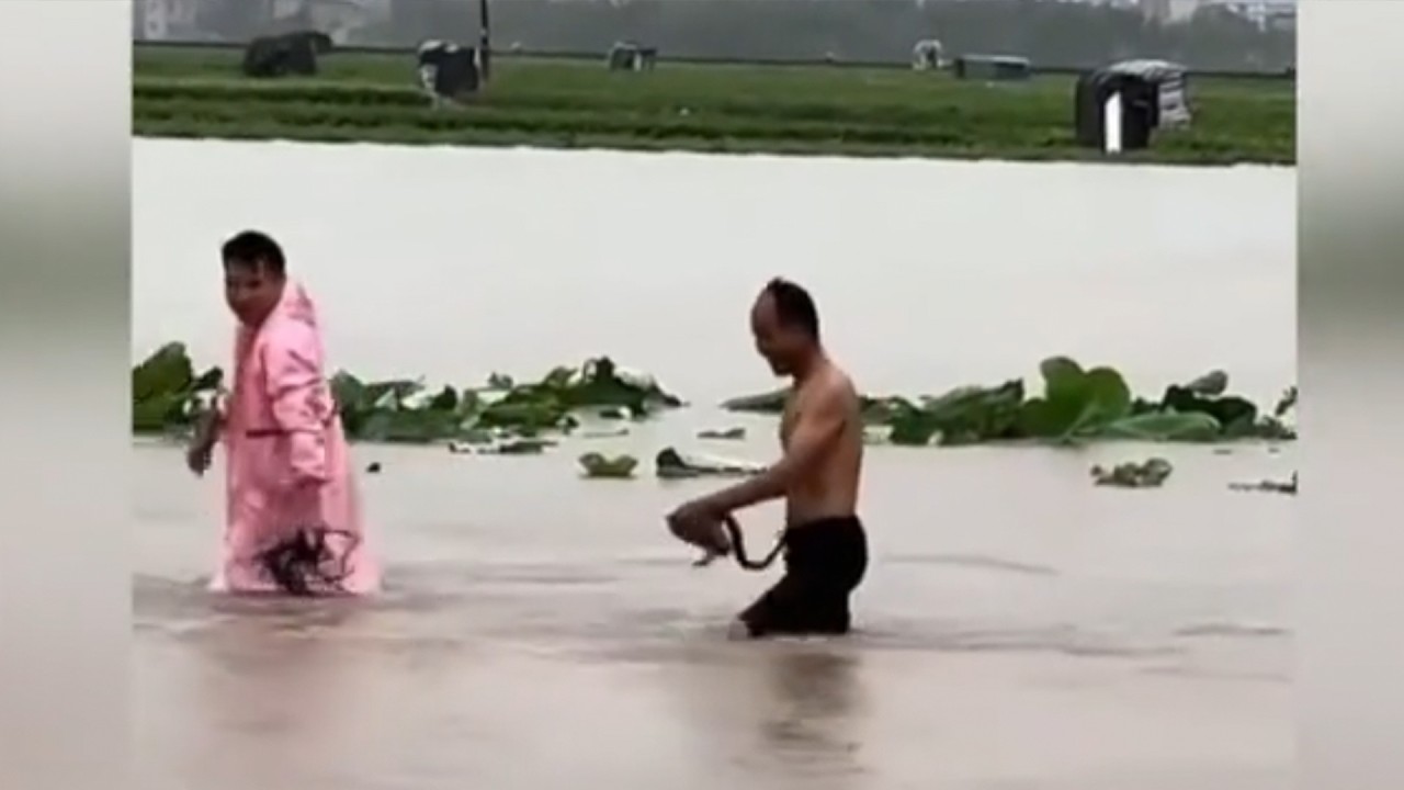 900 Snakes Escape Flood-Damaged Farm in Southern China, Resident Bitten