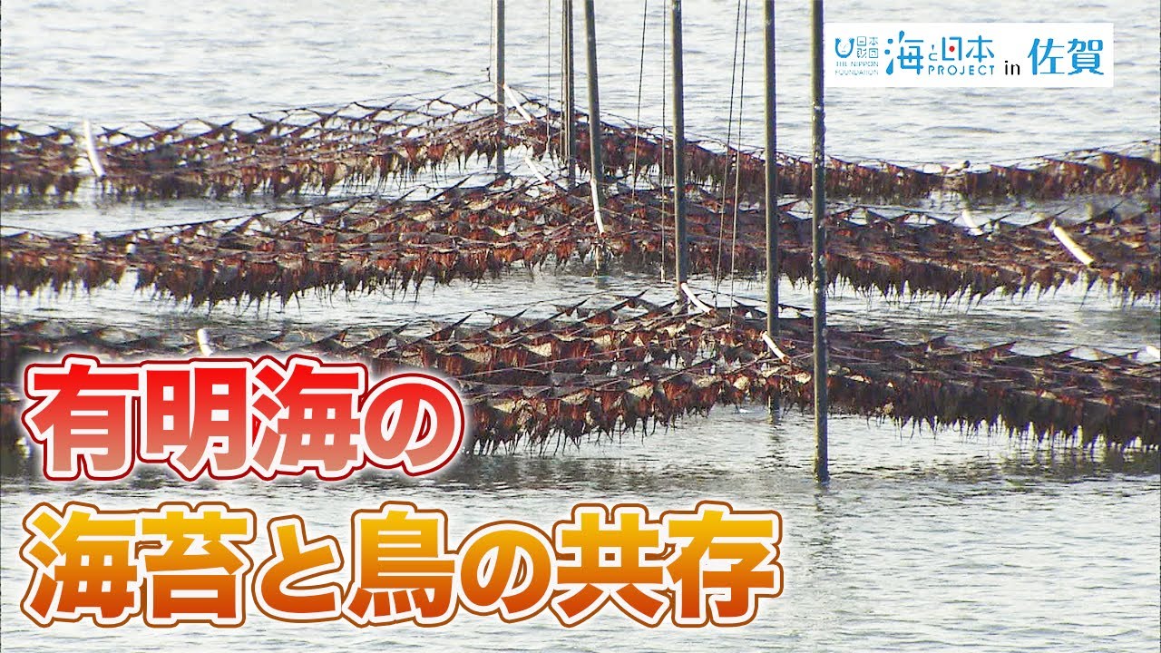 有明海の海苔と鳥の共存 日本財団 海と日本PROJECT in 佐賀 2021 #08
