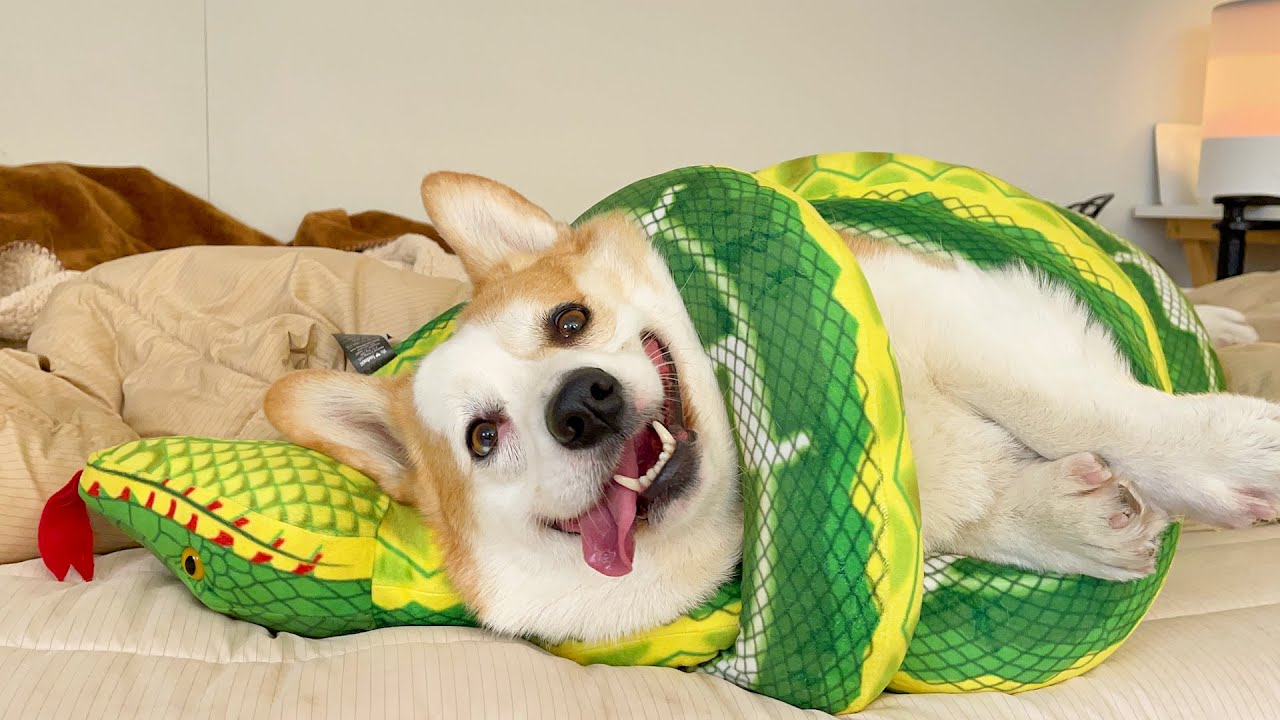아나콘다에게 잡혀먹힐 위기의 반쪽이는... 귀엽다. 😆ㅣ A Welsh corgi in danger of being eaten by an anaconda... It's cute.