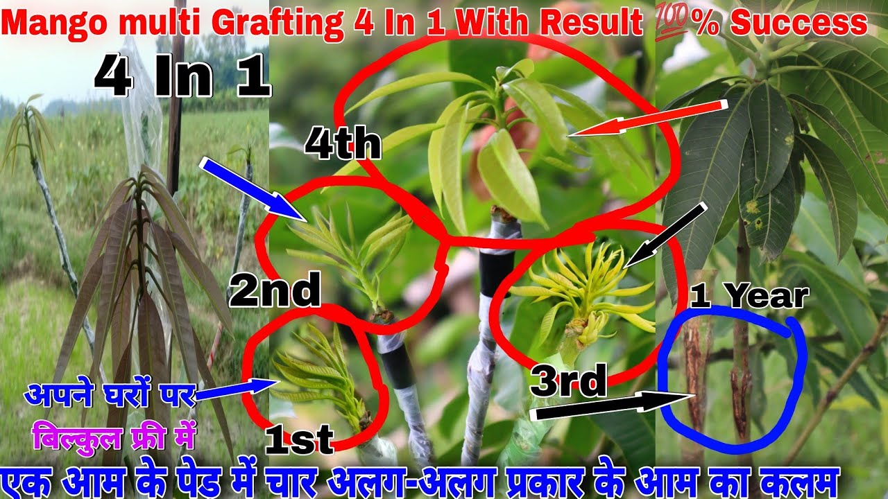 Mango Multi Grafting || 4 In 1 Grafting||With Result 💯% Success ||एक आम के पेड़ में चार प्रकार के आम