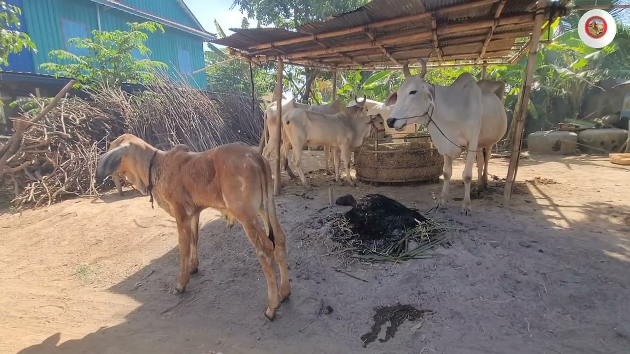 រដូវប្រាំងមកដល់ហើយស្មៅរៀងខ្សត់តិច