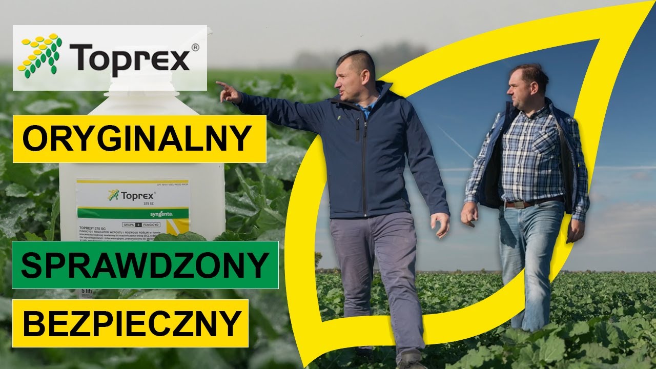 Efekt TOPREX® na plantacji rzepaku u Pana Marka.
