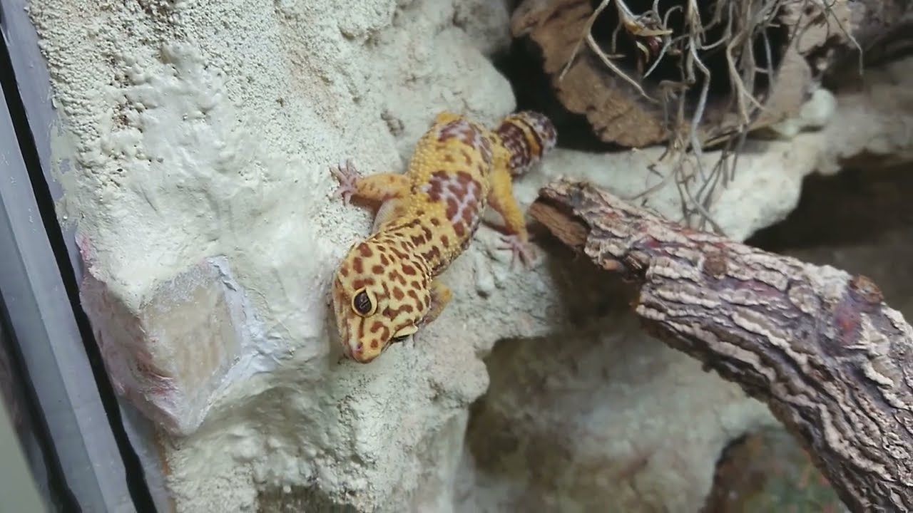 180 - Unser Leopardgecko-Terrarium (Ausstattung & Technik)