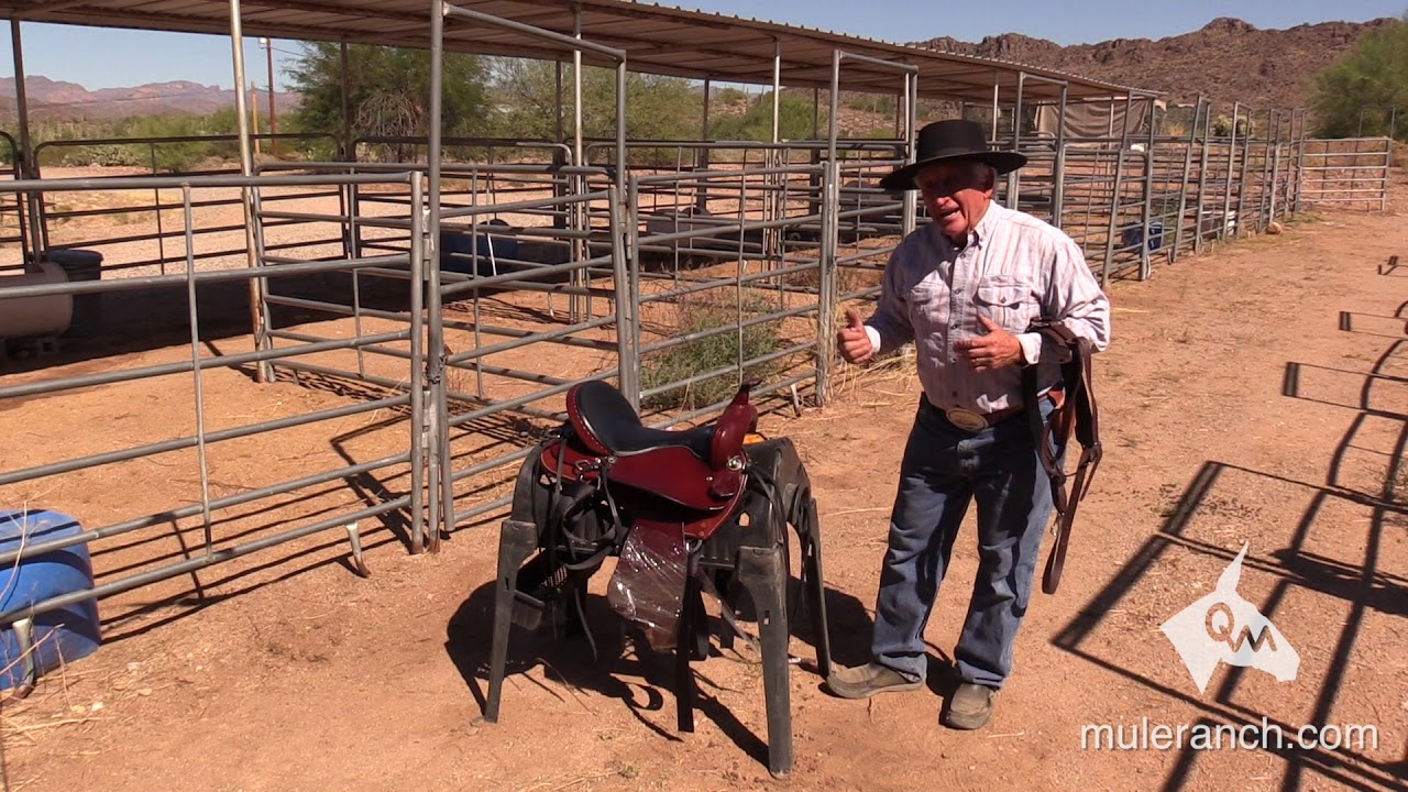 Mule Breast Collar - What You Want to Look For