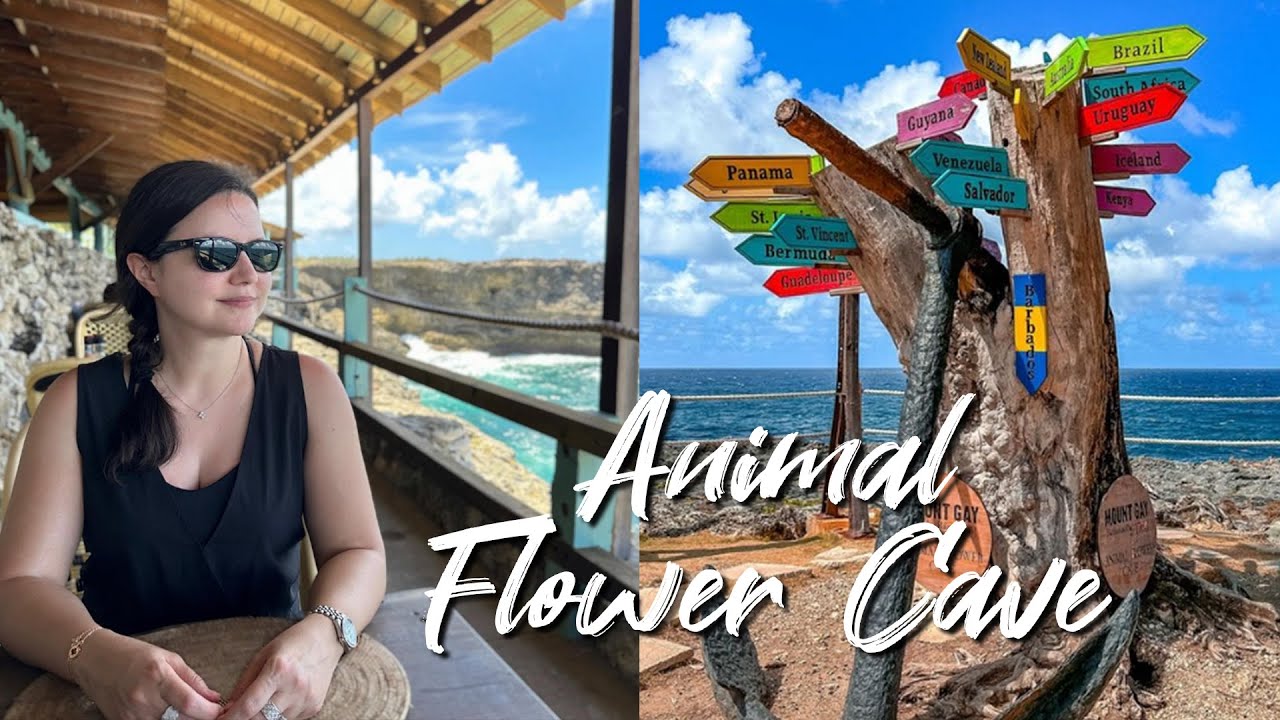 Barbados Animal Flower Cave!
