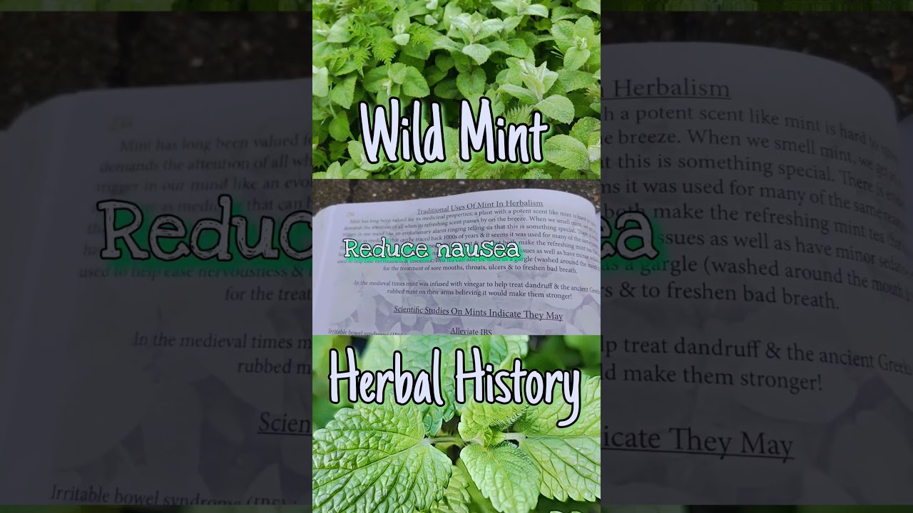 The Herbal History Of Mint! 🌱 #mint #natureheals #herbalism #naturalremedy #naturalremedies