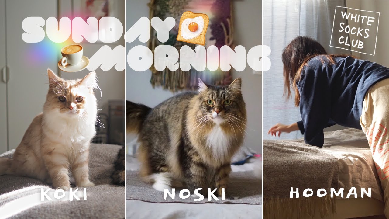 LIFE WITH CATS / 猫2匹と過ごす日曜の朝 / MORNING ROUTINE