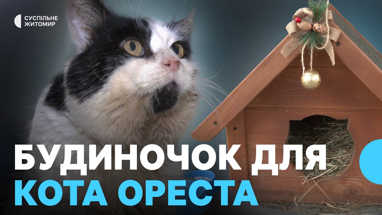 Поруч із однією з кав'ярень Житомира облаштували будиночок для кота Ореста