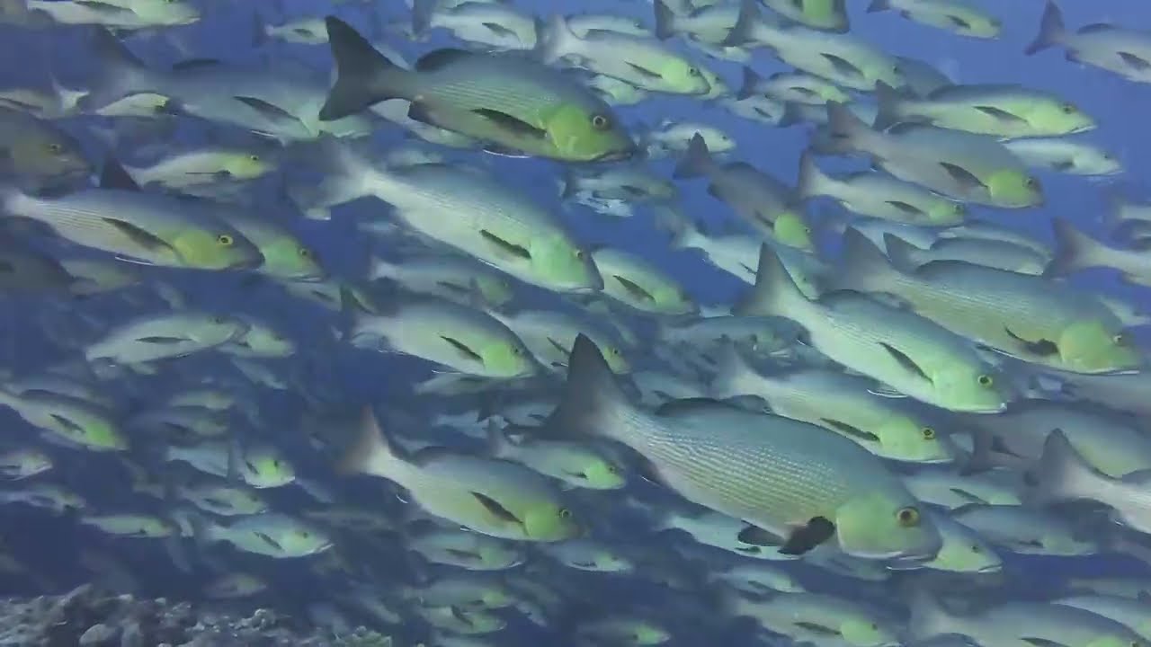 🚨 NEW Palau Spawning Expeditions! 🚨
