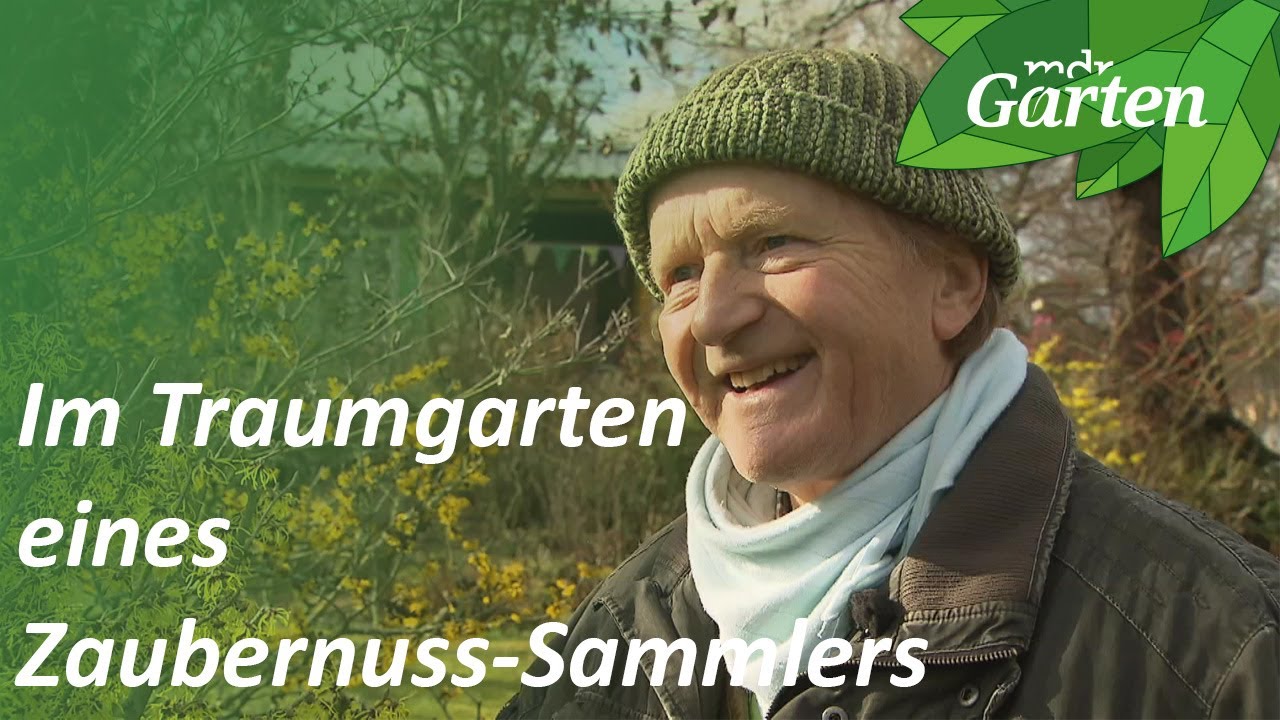 Im Traumgarten eines Zaubernuss-Sammlers | MDR Garten