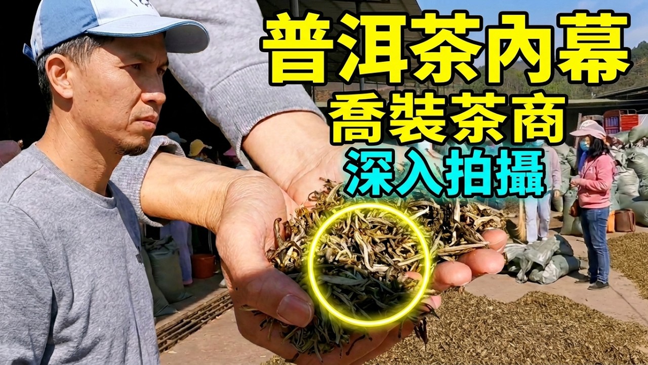【普洱茶內幕】喬裝成茶商，深入茶葉市場偷偷拍攝，帶你看看你不知道的普洱茶內幕！