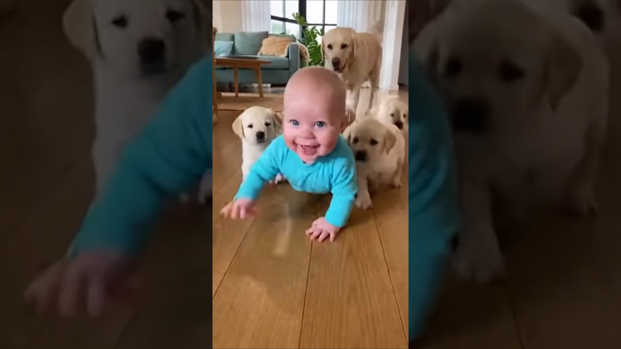 puppies Labrador and baby Hugo in the living room #funny #cute #dogs