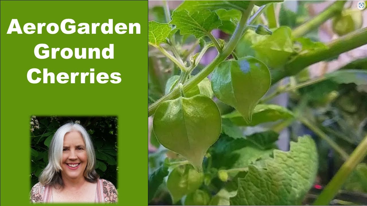 Growing Ground Cherries in an AeroGarden Bounty   66 Days from Seed to Harvest