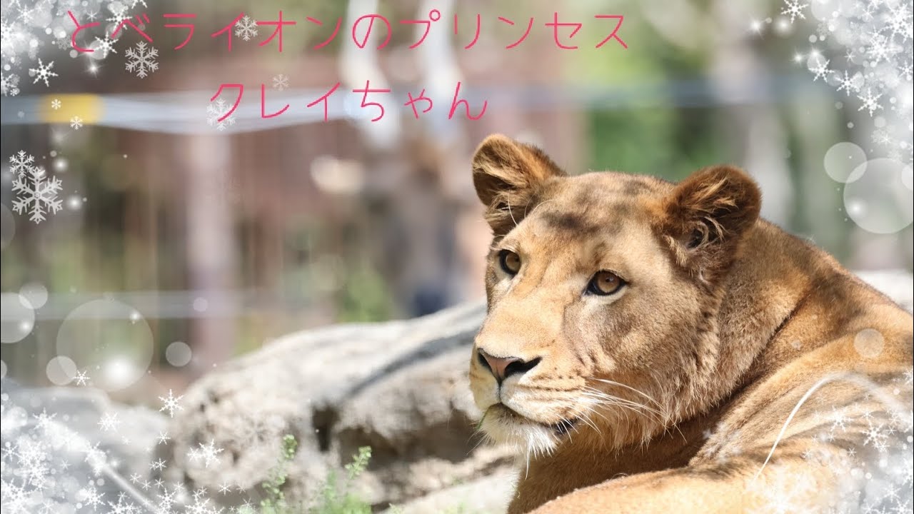 ❅とべライオンのプリンセス クレイちゃん❅とべ動物園❅ライオン❅オリジナルソング❅