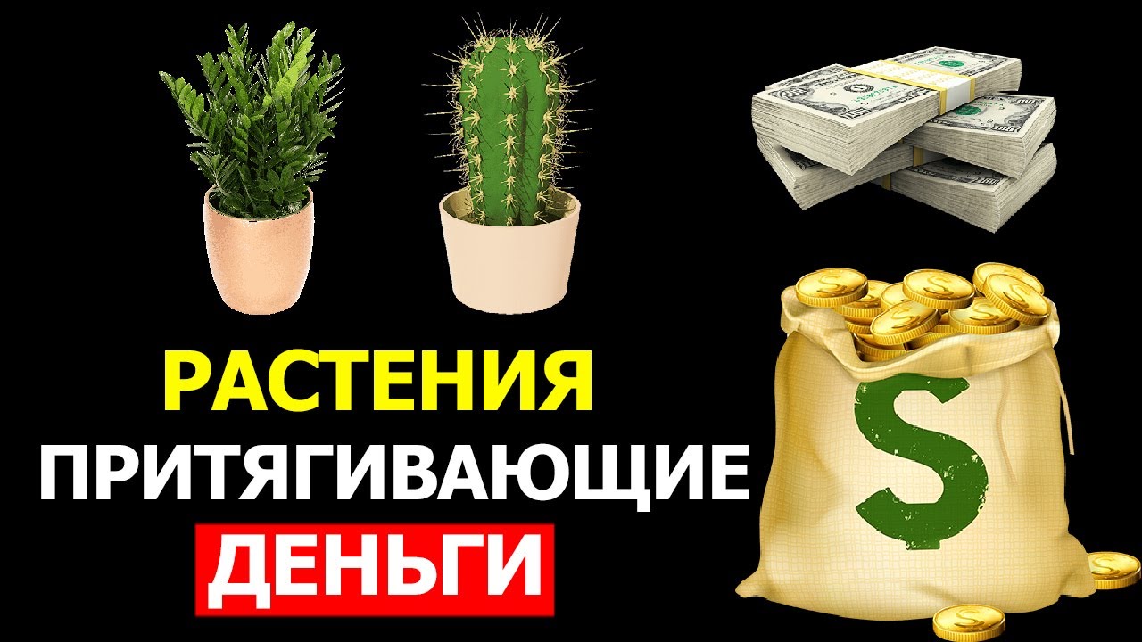 💲9 комнатных растений, приносящих финансовую прибыль в дом! Растения для привлечения денег