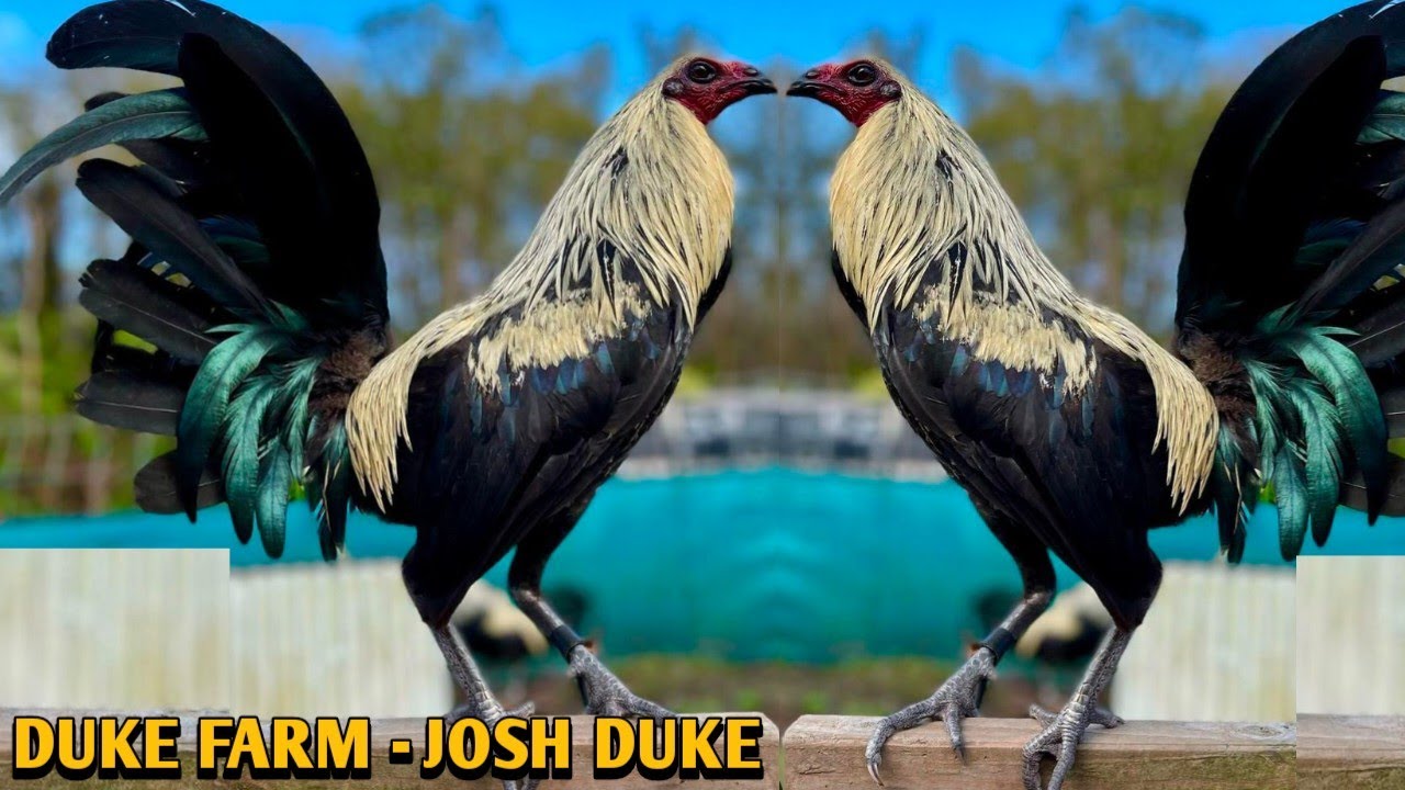 Hatch Grey Brownred - DUKE FARM - Josh Duke