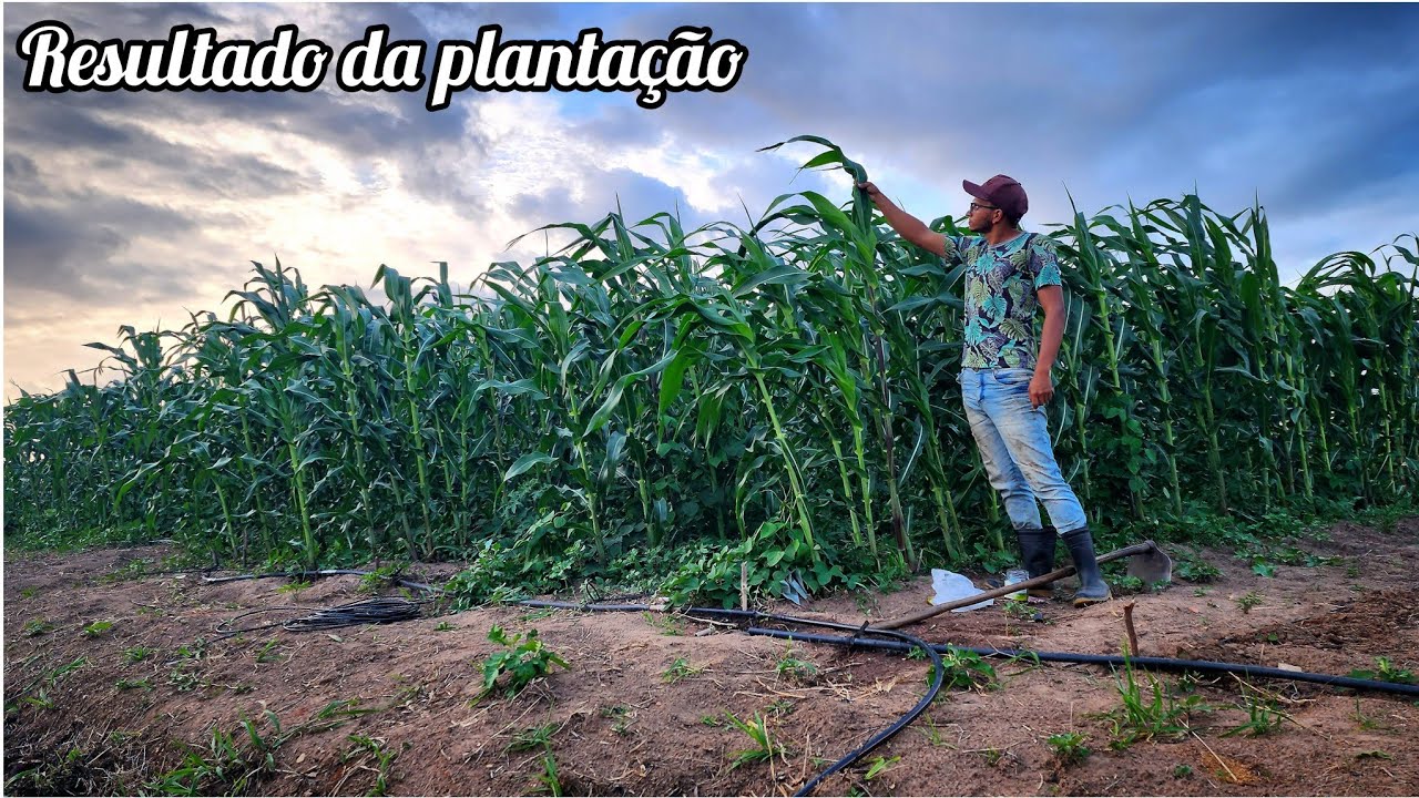 PLANTANDO quiabo e milho e mostrando a PLANTAÇÃO + COLHEITA na HORTA
