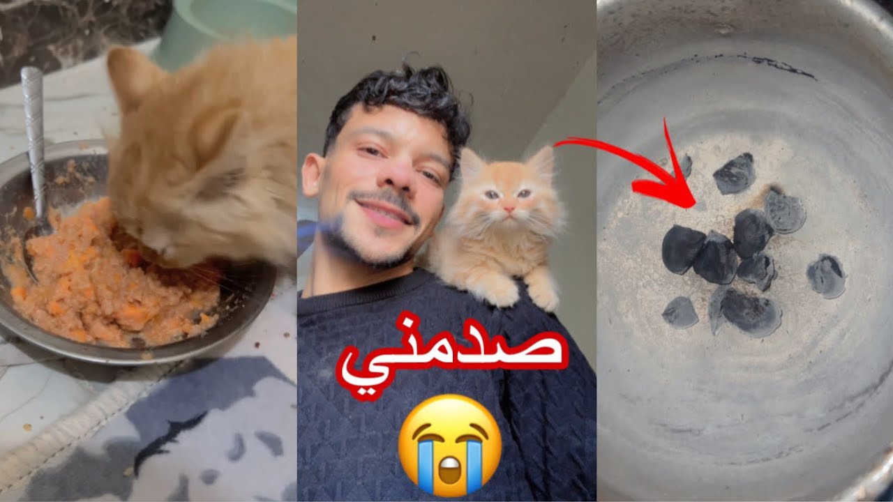 ازاي تعمل اكل صحي لقطتك 😳 شوفو الفيديو للاخر هتنصدمو 😂!