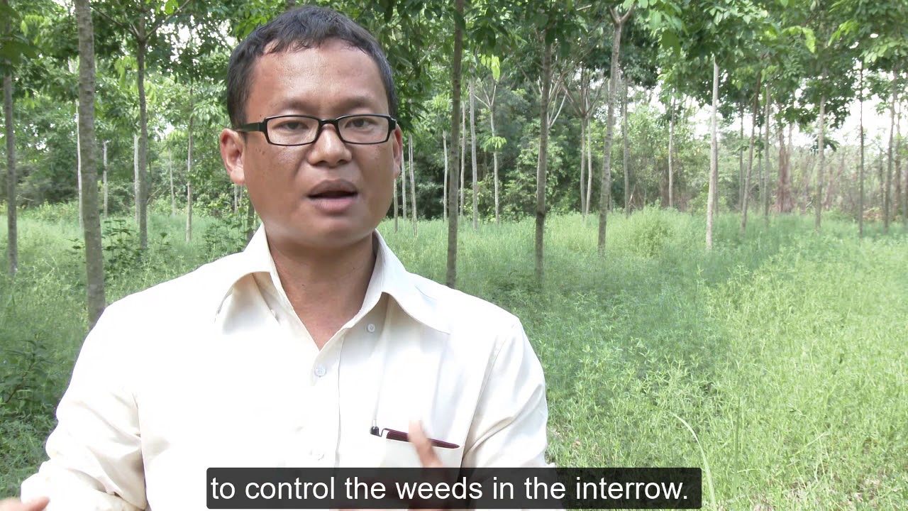 Living cover of stylosanthes for rubber plantation