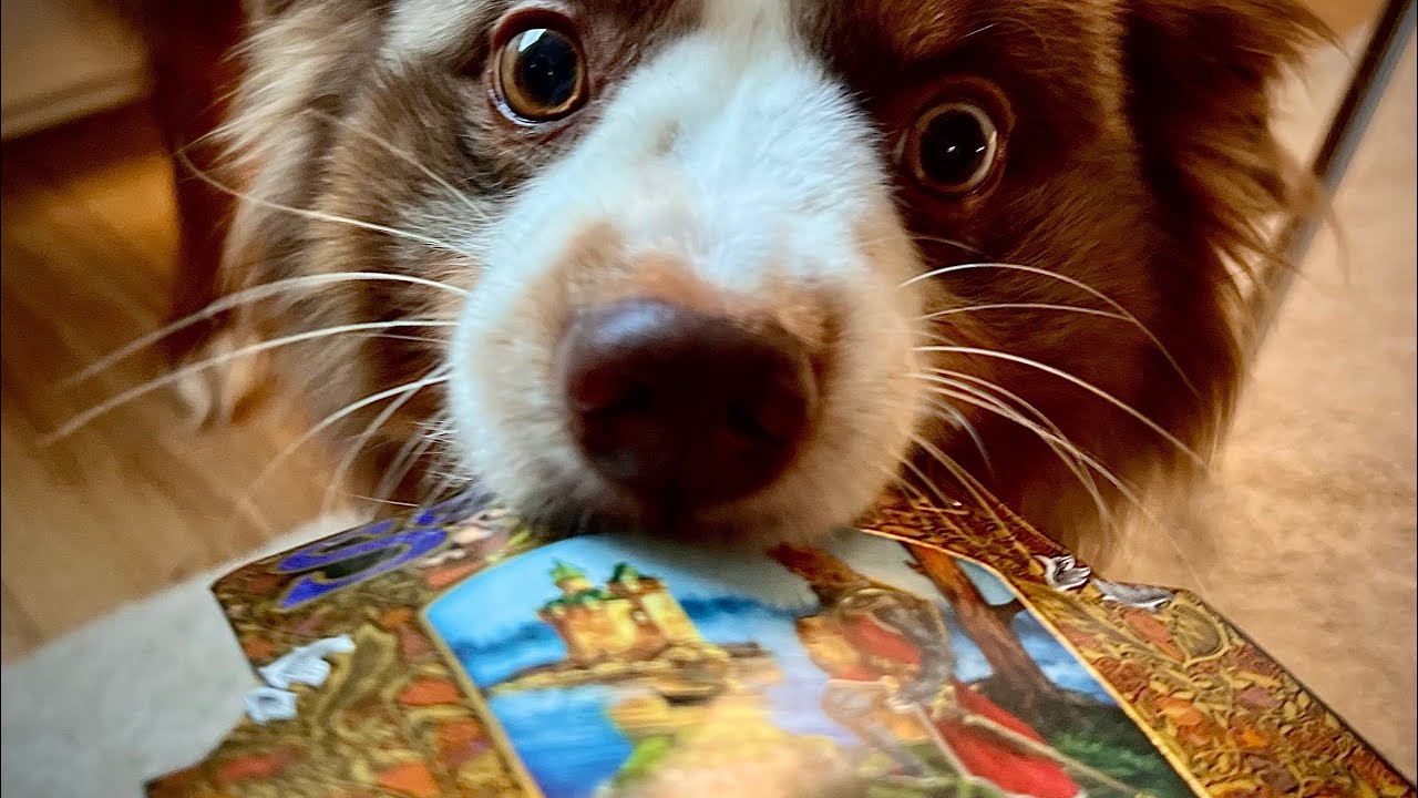 Crazy Collector Unboxes Arthurian Legends Box with Dog's Help