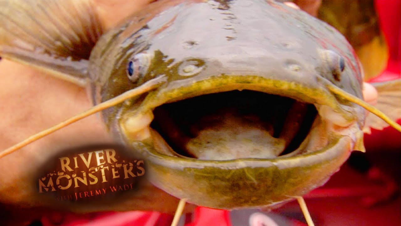 Wily Japanese Catfish | CATFISH | River Monsters