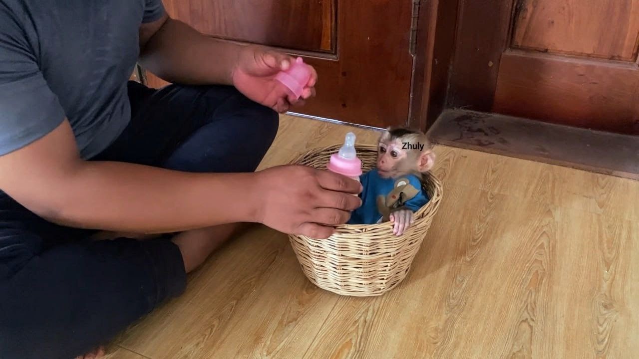 Zhuly Mnkey She wants to feed herself without her dad helping