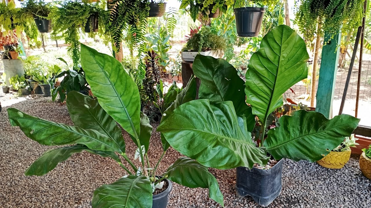 Antúrio amazônico ou Plowmani. Dicas de cultivo.