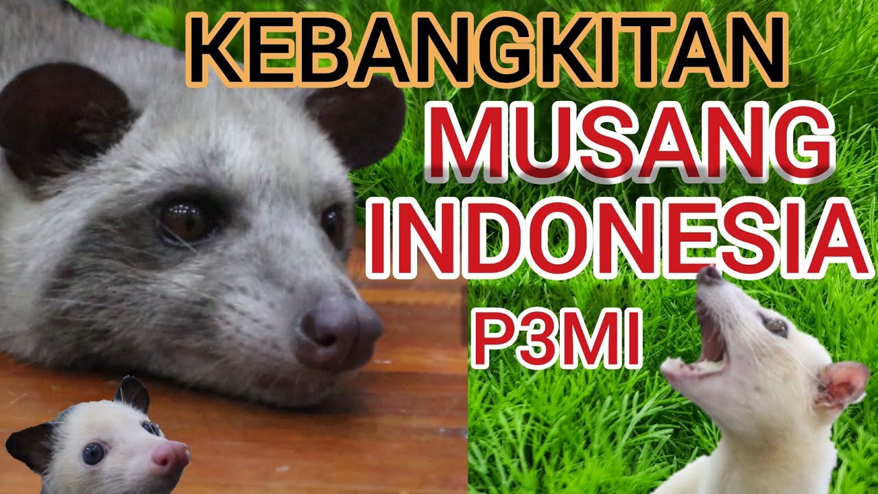 KEBANGKITAN MUSANG INDONESIA dari Aceh - Papua #musang #musanglovers